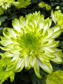 マム マム マム,キク,花の写真素材