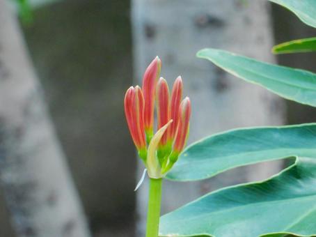【彼岸花の写真】彼岸花の蕾の写真