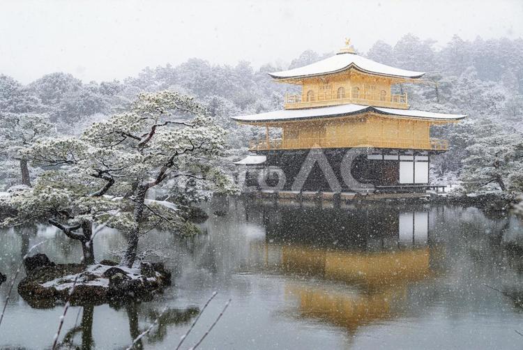 雪けむりの金閣寺 金閣寺,鹿苑寺,金色の写真素材