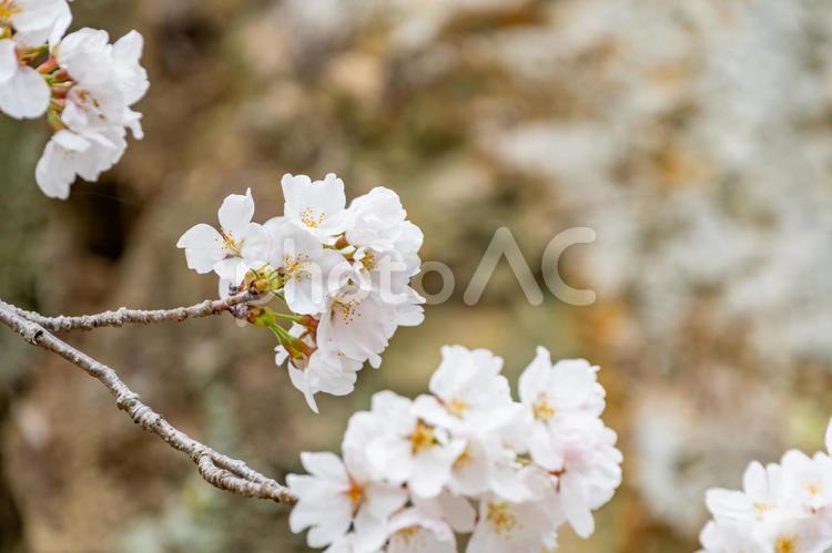 満開の桜が彩る春のひととき 桜,花,春の写真素材