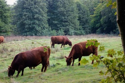 放牧されている牛 放牧されている牛 牛,放牧,牧草の写真素材