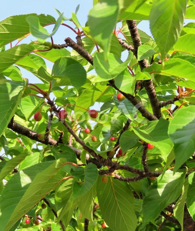 赤い可愛らしい実をつけた桜 自然,植物,春の写真素材