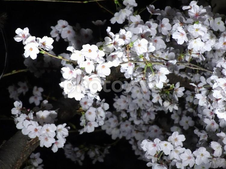 満開夜桜 春,桜,さくらの写真素材