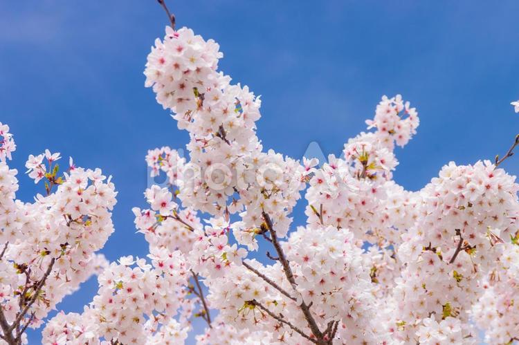 満開の桜の木の枝部分、青空背景、横構図 桜,春,花見の写真素材