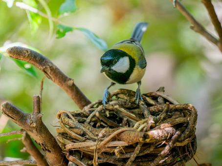 カゴにとまるシジュウカラ シジュウカラ,野鳥,鳥の写真素材