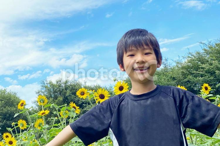 ひまわりと夏と子供 子供,幼児,ひまわりの写真素材