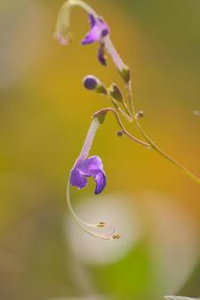 カリガネソウ カリガネソウの写真