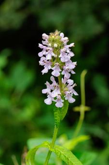 Photo, plant, natural, flower, 