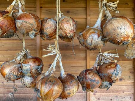 吊るして保存する玉葱 タマネギ,玉ねぎ,玉葱の写真素材