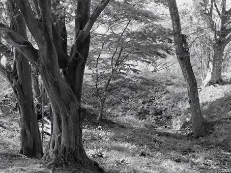 モノクロ 散歩道 モノクロ 散歩道の写真