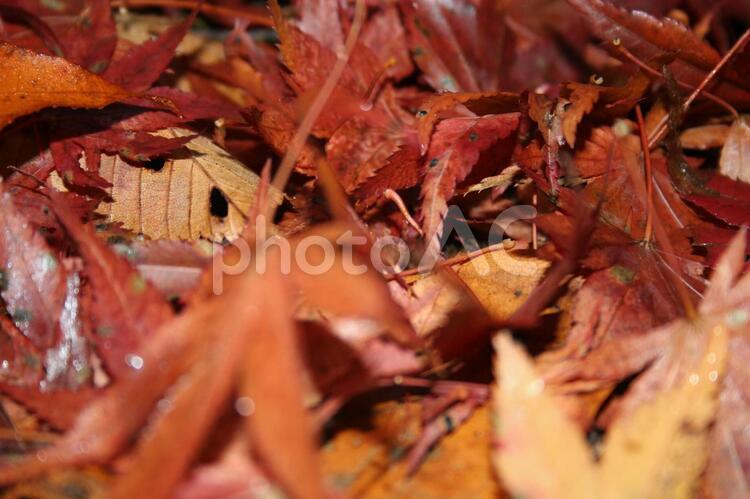 落ち葉 紅葉,植物,樹木の写真素材