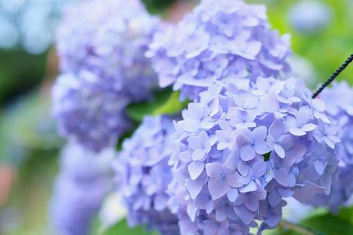 紫陽花 紫陽花の写真