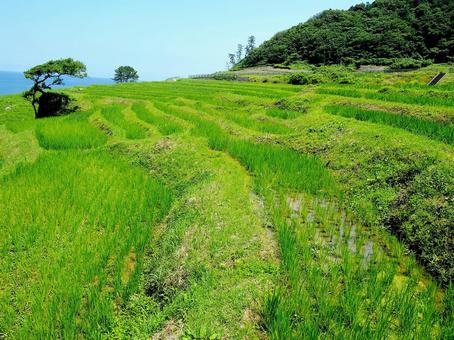 白米千枚田の棚田 白米千枚田の棚田 棚田,能登半島,地震の写真素材
