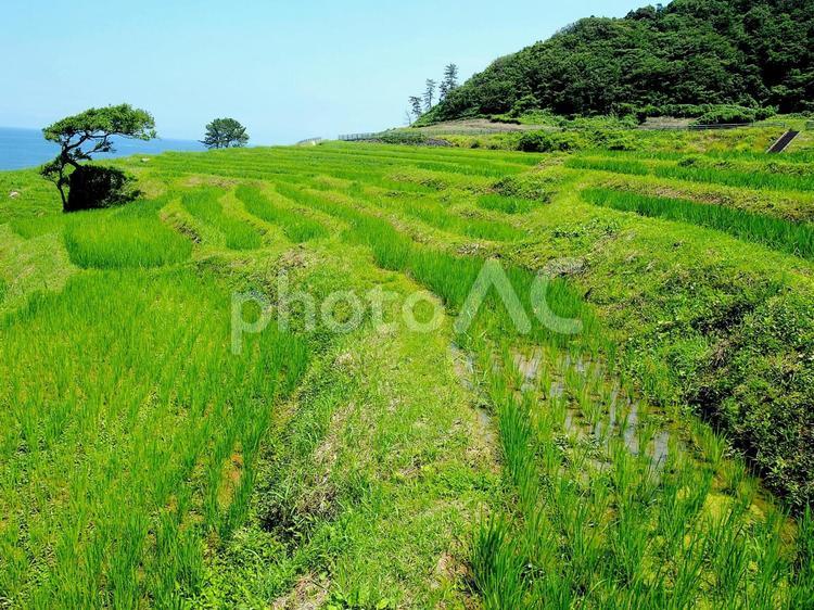 白米千枚田の棚田 棚田,能登半島,地震の写真素材