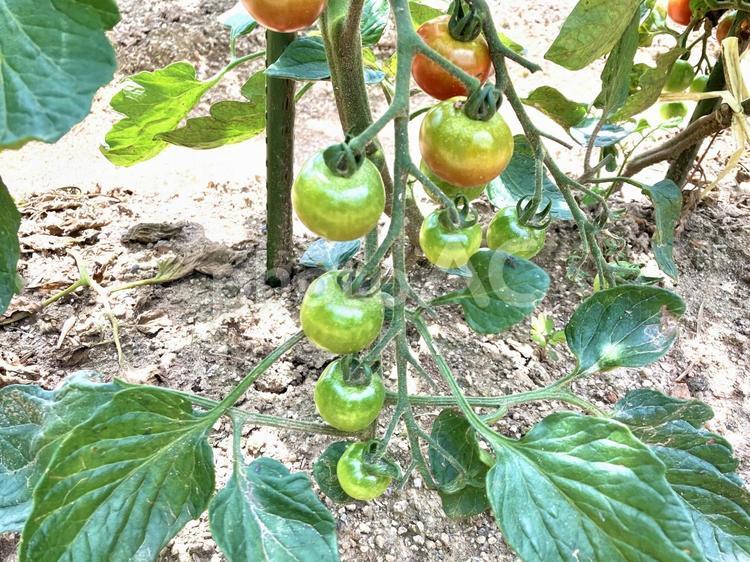 赤のトマトと緑のトマト トマト,野菜,未熟の写真素材