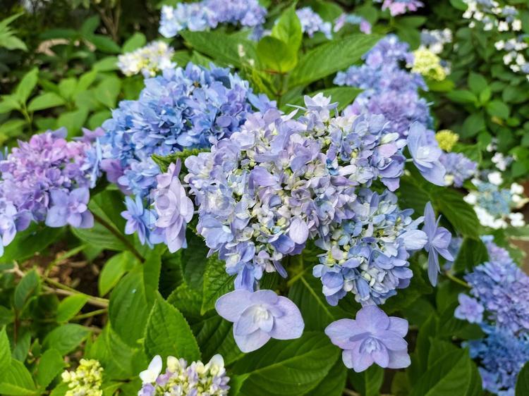鎌倉の長谷寺にて　水色のガクアジサイ ガクアジサイ,アジサイ,紫陽花の写真素材