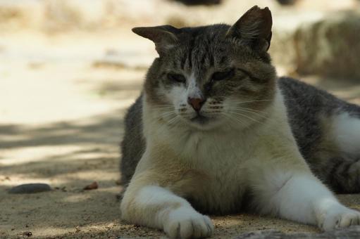 ねこ 箱座り,飼い猫,家猫の写真素材