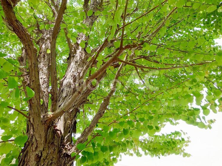 新緑の桂の木（ハート形の葉っぱ） 新緑,桂の木,ハート形の葉っぱの写真素材
