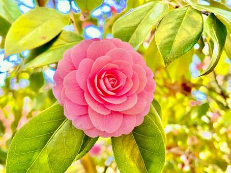 花 花の写真