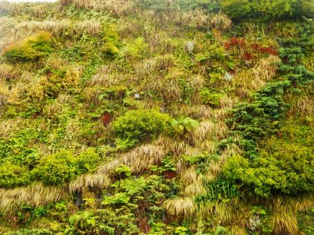 植物のテクスチャ 植物のテクスチャ 緑,植物,テクスチャの写真素材