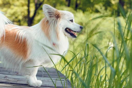 ペットの犬 ペットの犬 犬,動物,ペットの写真素材
