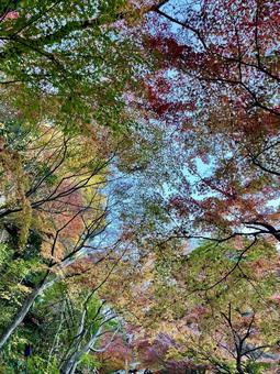 空いっぱいの紅葉 空いっぱいの紅葉 鎌倉,長谷寺,自然の写真素材