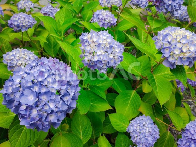 庭に咲く青色のアジサイ アジサイ,青,葉の写真素材