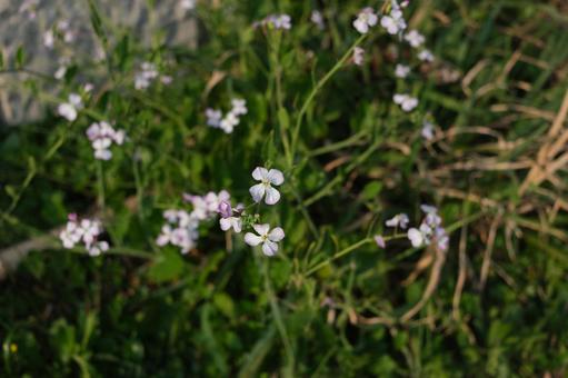 上から見た小さな花 上から見た小さな花の写真