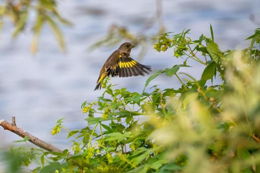 カワラヒワ(99) カワラヒワ(99)の写真