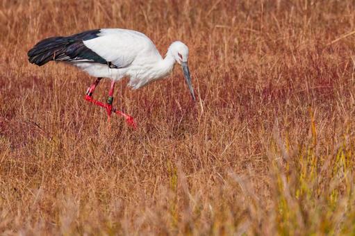 餌を探すコウノトリの写真