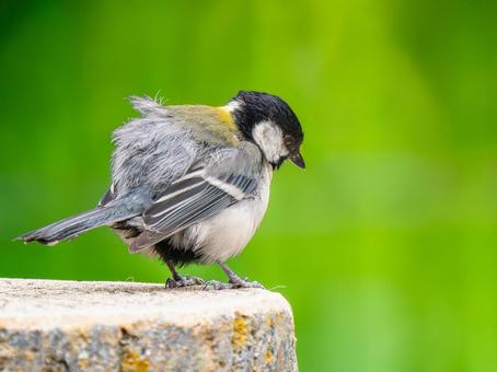 シジュウカラのアップ シジュウカラ,野鳥,鳥の写真素材