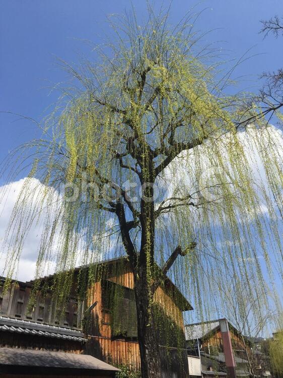 白川沿いの柳の木 柳,柳の木,木の写真素材