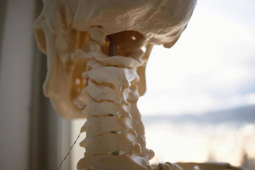 首の骨模型 頚椎,首,環椎の写真素材