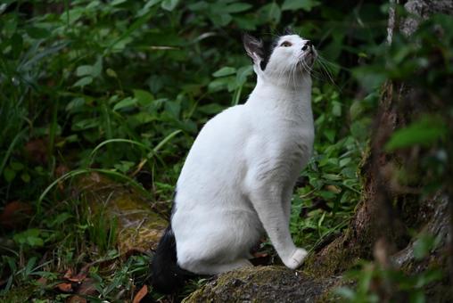 京都浄瑠璃寺のにゃんこ(木登り) 京都浄瑠璃寺のにゃんこ(木登り) ねこ,ノラネコ,ぶちねこの写真素材