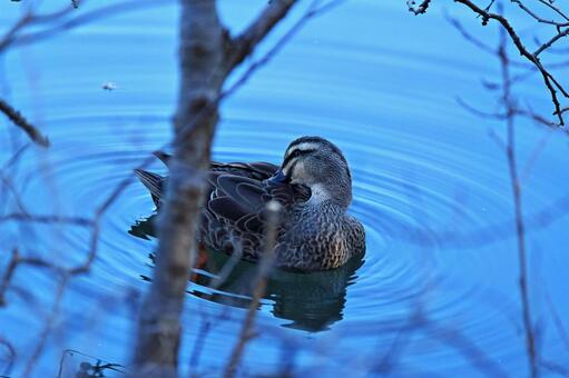 カモの写真