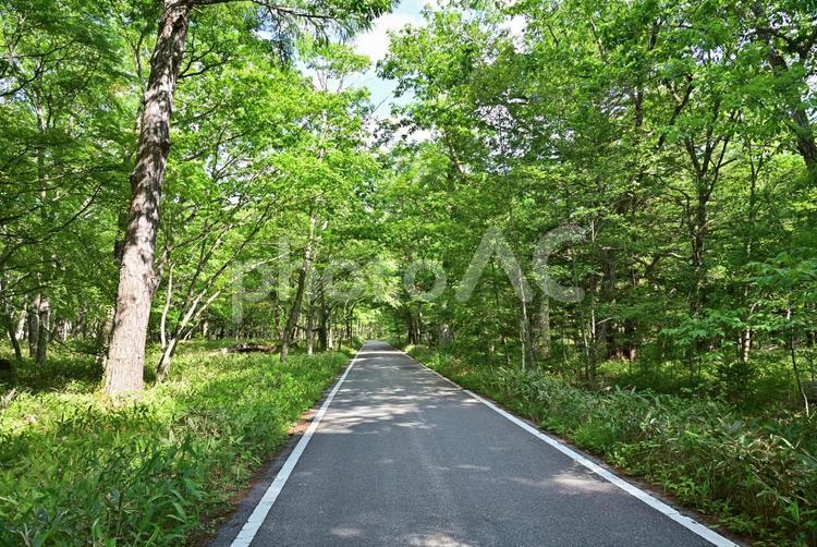 新緑の中を走る 新緑,道路,ドライブの写真素材