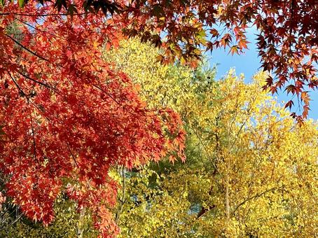 青空と紅葉 03 紅葉,もみじ,青空の写真素材