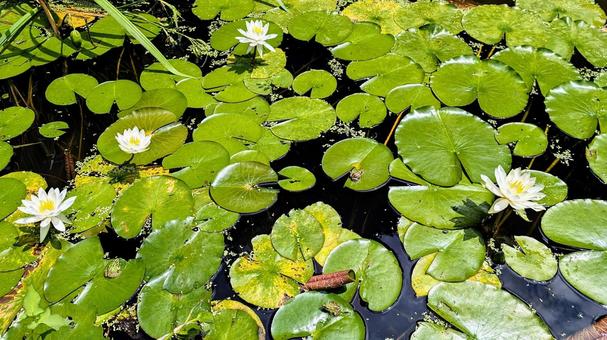 スイレン スイレン 睡蓮,花,白の写真素材