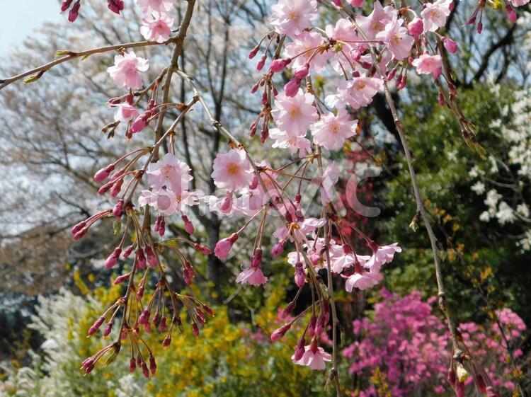 枝垂れ桜 桜,枝垂れ桜,花の写真素材