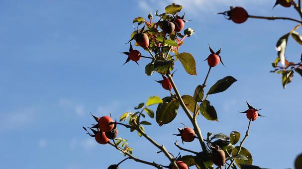 【植物の写真】ローズヒップ ローズヒップ,rose,植物の写真素材