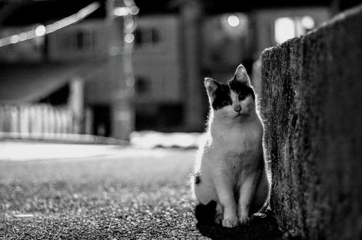 猫 猫の写真