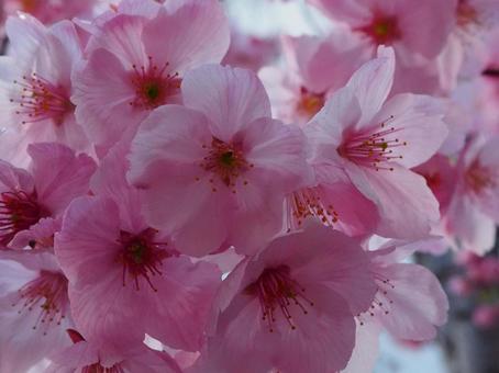 Photo, cherry blossoms, sakura, pink, 