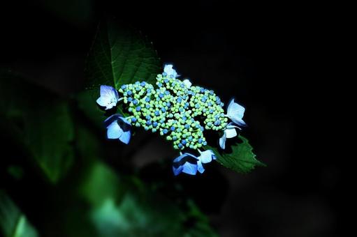 花模様₋アジサイ‐ダークなイメージ 花模様₋アジサイ‐ダークなイメージ 花,アジサイ,青いアジサイの写真素材