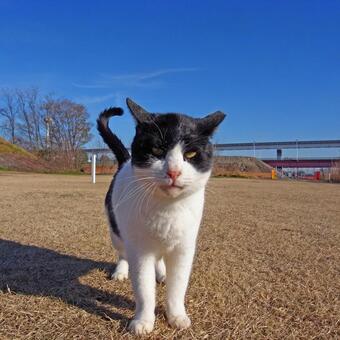 なにか言いたげな河原のハチワレ猫 ネコ,ノラ猫,ハチワレ猫の写真素材