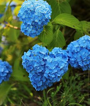 飯綱高原　ハートの紫陽花8 飯綱高原,紫陽花,自然の写真素材