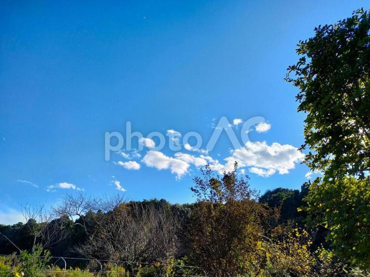 緑豊かな木々と青空 山,空,青空の写真素材