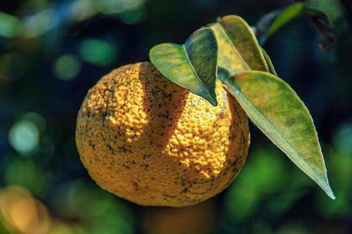 強い日差しを浴びて輝くデコボコな柚子 柚子,黄色,葉の写真素材