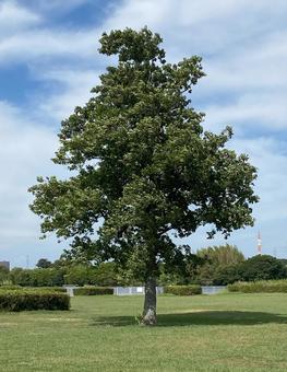 公園の大きな木 公園の大きな木の写真