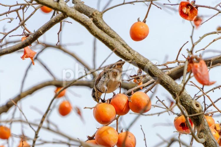 柿の実をついばむツグミ ツグミ,柿,鳥の写真素材