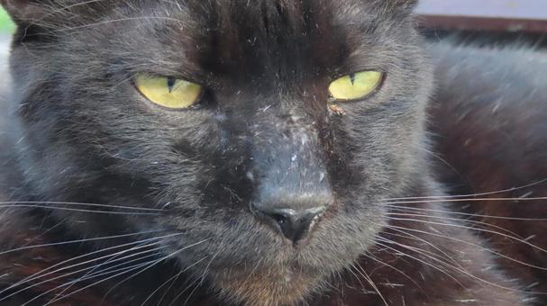 ベンチで夕涼みしているもふもふな黒猫 ベンチで夕涼みしているもふもふな黒猫の写真